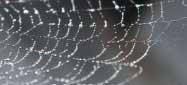 Ausschnitt eines gewebten Spinnennetzes.